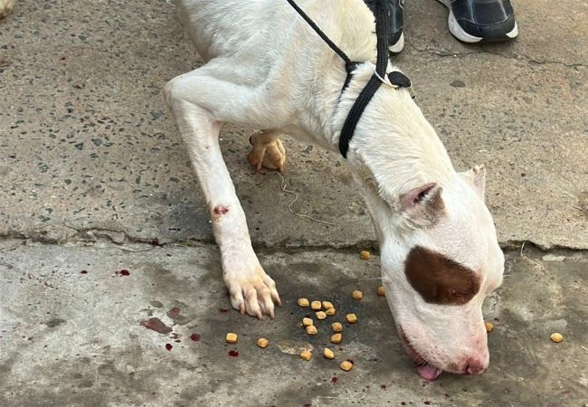 Vereador Alan Leal atua em resgate de cão da raça pitbull vítima de maus-tratos em Sumaré