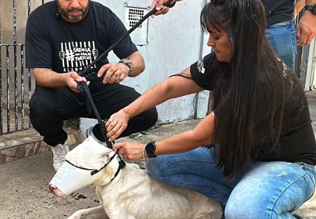 Vereador Alan Leal atua em resgate de cão da raça pitbull vítima de maus-tratos em Sumaré
