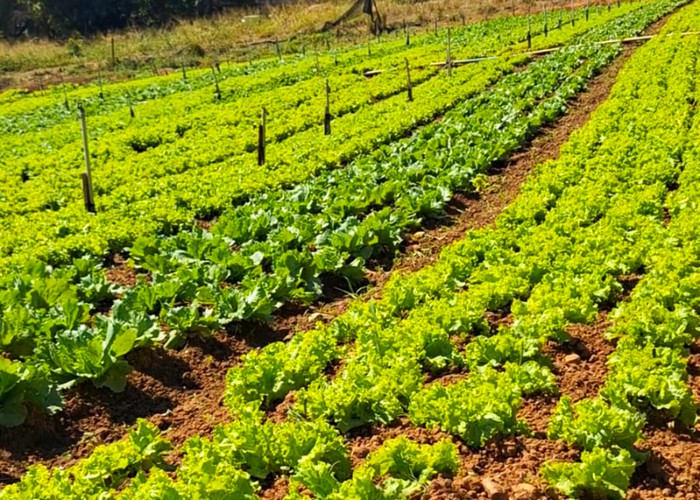 Santa Bárbara firma parcerias para implantar programa de horticultura 2 Santa Bárbara firma parcerias para implantar programa de horticultura