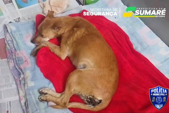 Tutora agride cachorrinha na cabeça e a abandona em saco em Sumaré 2 Tutora agride cachorrinha na cabeça e a abandona em saco em Sumaré