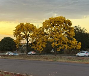 arvore-ipe-amarelo