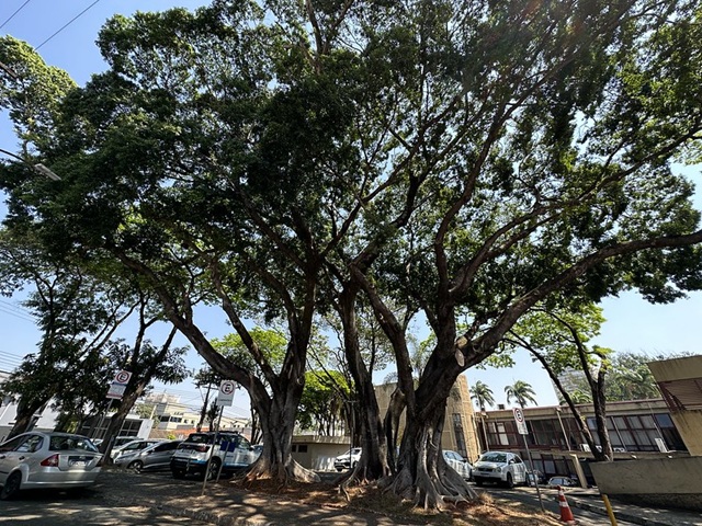 "Apaixonados por Árvores": Prefeitura realiza ação neste sábado no Jardim Ipiranga 1 arvores-ipiranga