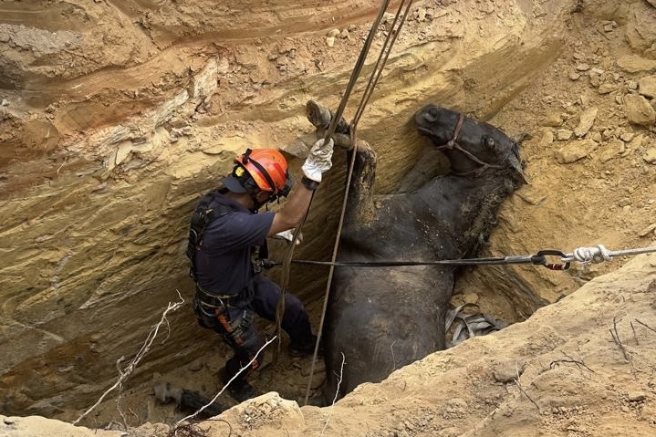 Cavalo cai em poço de 10 metros, é resgatado, sofre parada cardíaca e é reanimado 1 cavalo-poco