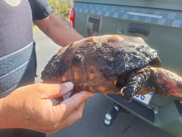 Jabuti é resgatado com queimaduras pelo GPA da Guarda Municipal de Americana 1 jabuti-queimado