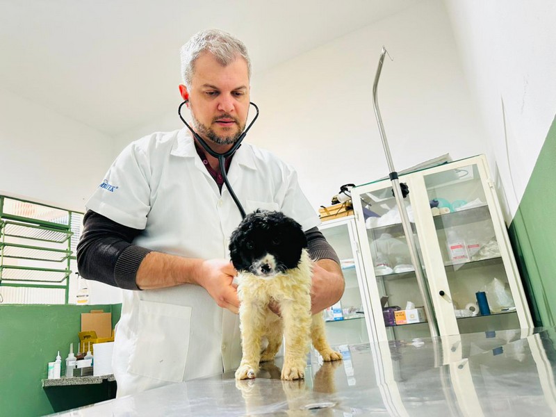 Bem-Estar Animal de Sumaré ultrapassa 1,2 mil atendimentos veterinários em 2025