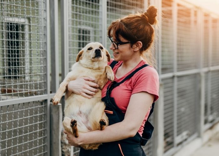 Feira de Adoção de Animais acontece neste sábado (1º) em Sumaré