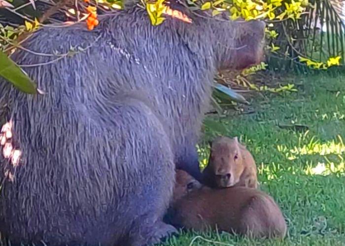 GPA resgata capivara e filhotes em chácara na região da Fazenda Santa Lúcia 1 GPA resgata capivara e filhotes em chácara na região da Fazenda Santa Lúcia