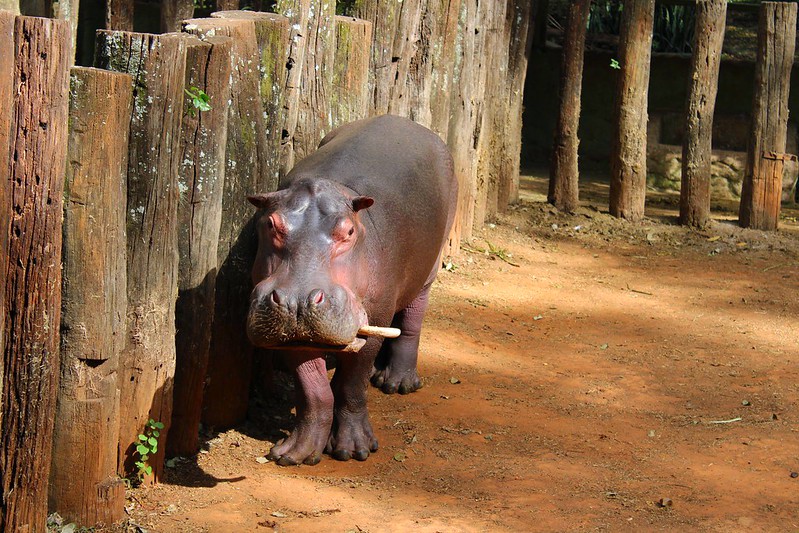 Parque Ecológico de Americana celebra 41 anos com atrações especiais no domingo 1 Parque Ecológico de Americana celebra 41 anos com atrações especiais no domingo