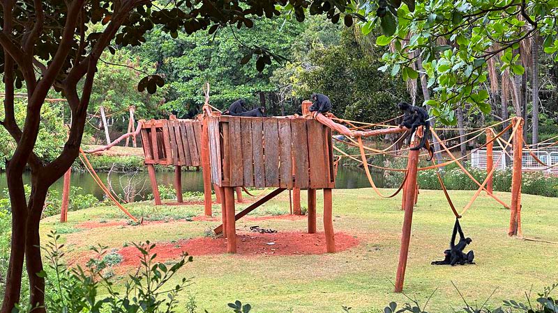 Parque Ecológico de Americana celebra 41 anos com mais de 3,7 mil visitantes 1 Parque Ecológico de Americana celebra 41 anos com mais de 3,7 mil visitantes