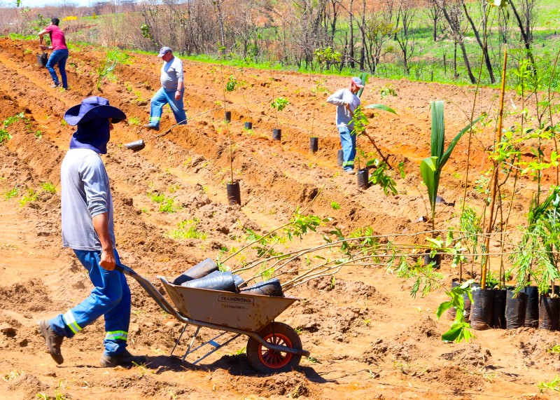 Prefeitura de SBO inicia restauração ambiental após queimadas com plantio de 8 mil mudas 1 Prefeitura de Santa Bárbara inicia restauração ambiental pós-queimadas