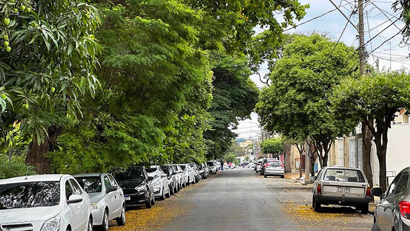Trechos da Rua dos Coqueiros serão interditados para poda