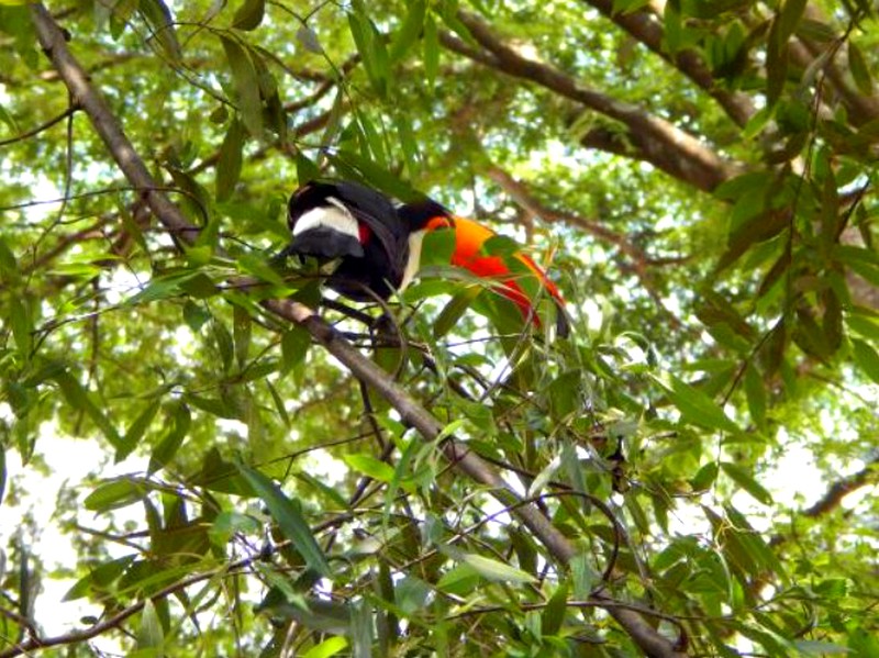 Tucano reabilitado é solto em reserva ambiental de Americana