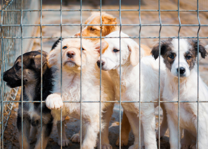 Vereadora propõe “Dezembro Verde” para combater abandono de animais em Americana 1 Vereadora propõe “Dezembro Verde” para combater abandono de animais em Americana