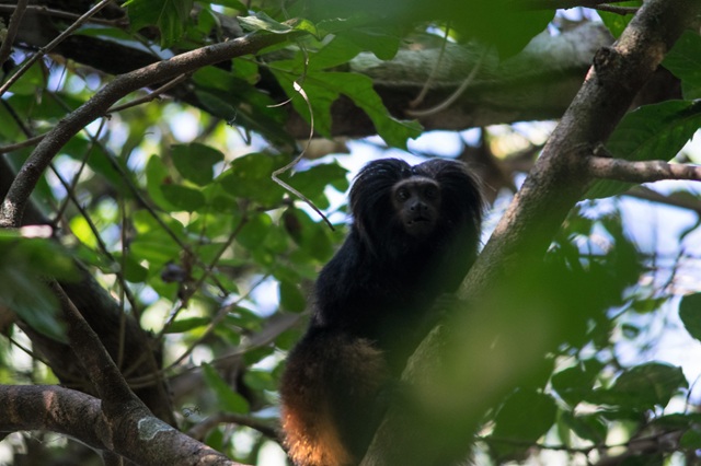 Suzano identifica novos grupos de mico-leão-preto e reforça ações pela biodiversidade 2 mico-leao-suzano