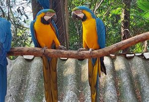 parque-ecologico-americana-arara