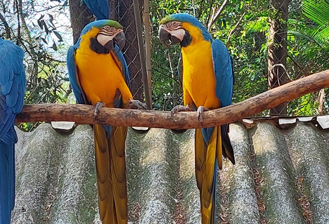 Parque Ecológico de Americana comemora 41 anos com diversas atrações neste domingo 1 parque-ecologico-americana-arara