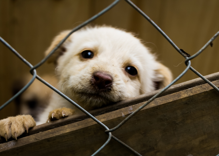 Feira de Adoção de Animais acontece nesse sábado (29) em Sumaré