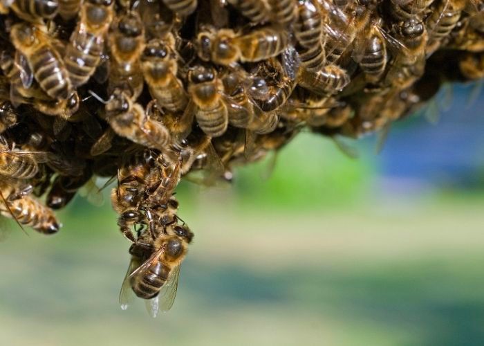 Roberta Lima pede informações sobre retirada de enxames em Americana