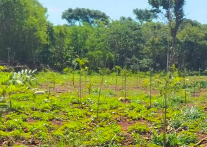 Sumaré planta 500 mudas e reforça compromisso ambiental