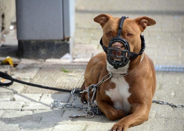 Tutores de Pitbulls agressores poderão receber penalidades administrativas em Sumaré