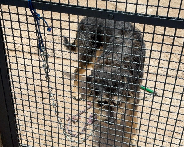 animal-preso-santa-barbara