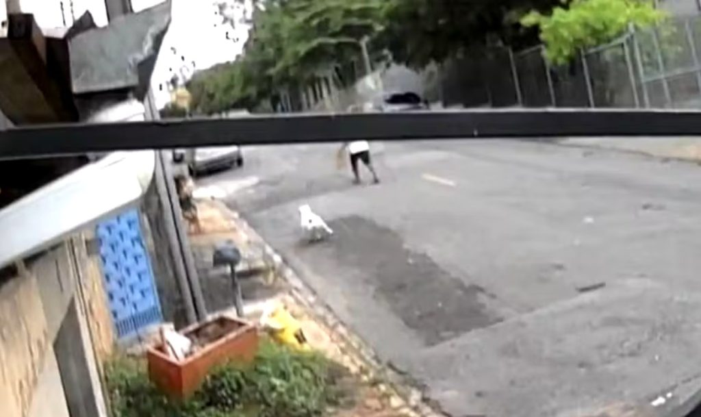 Menina de 4 anos é atacada por pitbull em Campinas