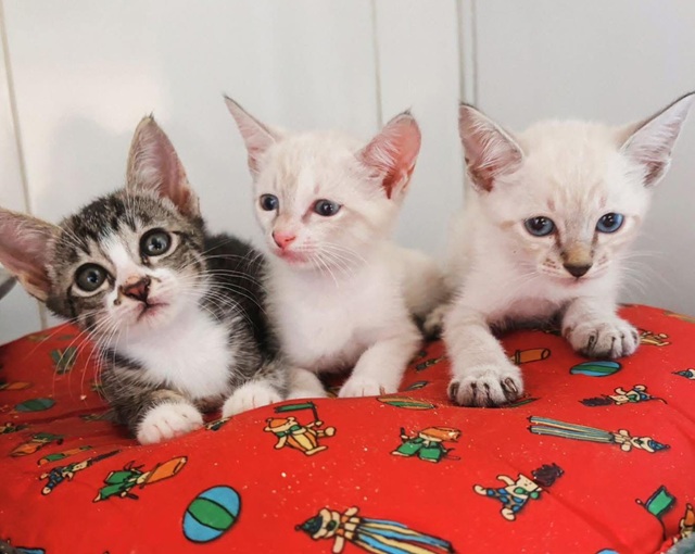 Adote um Pet_Tivoli_131225_Divulgação (2)