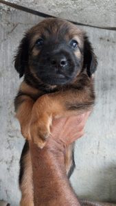 Adote um Pet_Tivoli_131225_Divulgação (4)