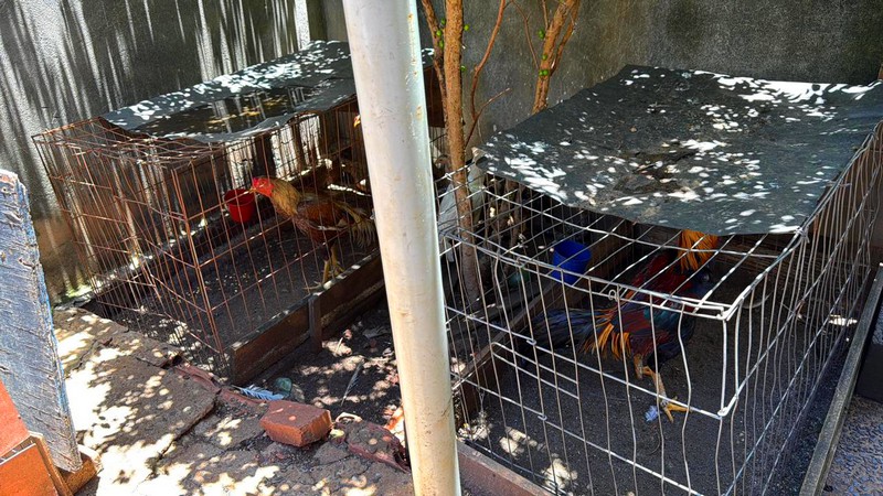 Gama resgata 39 aves e cão em situação irregular no Jardim da Paz