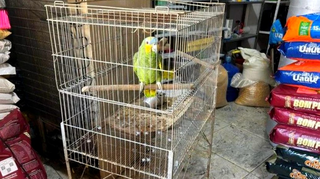 Maus-tratos a aves rendem multa de R$ 85 mil a agropecuária em Sumaré 2