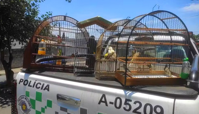 Maus-tratos a aves rendem multa de R$ 85 mil a agropecuária em Sumaré