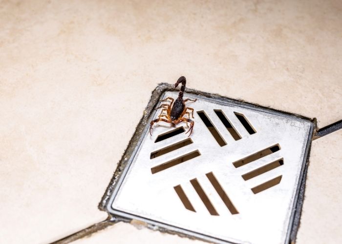 Período chuvoso eleva casos de escorpiões e Saúde alerta população