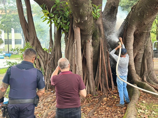 arvore-praca-americana