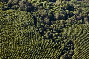 Area Florestal Suzano (1)