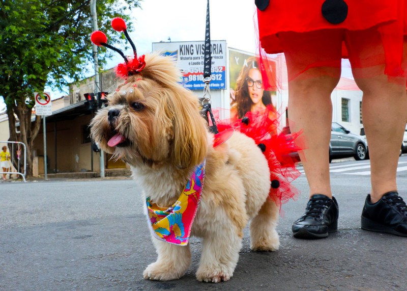 BloCão leva causa animal ao Carnaval de SBO 2026