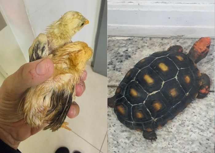 Gama atende ocorrência de maus-tratos a animais em Americana