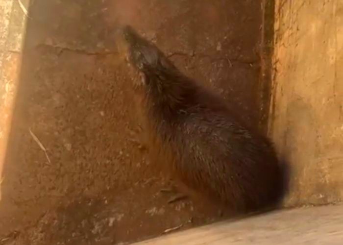 Guarda Municipal resgata e solta capivara perdida no Aeroporto de Americana