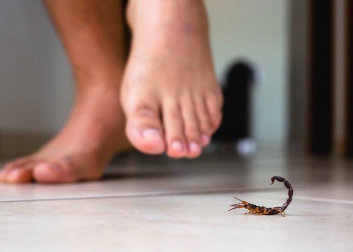 Leoncine pede ação contra escorpiões no Jardim São Pedro