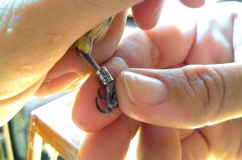 Polícia Federal prende suspeito por fraude em anilhas de aves em Sumaré