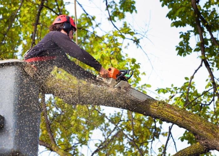 Projeto em SBO autoriza poda de árvores por omissão do poder público