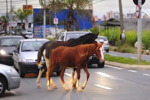 Roberta Lima cobra solução para recolhimento de animais soltos