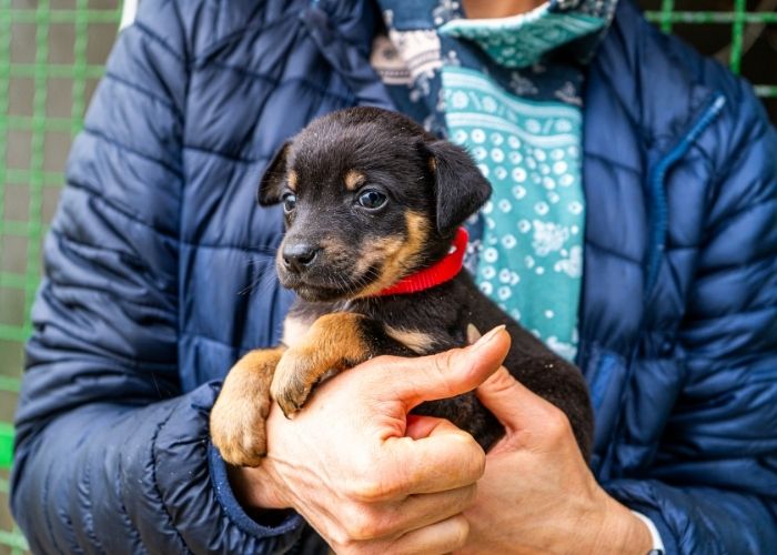 Roberta Lima solicita censo animal em Americana