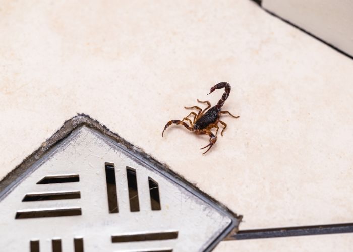 Verão eleva risco de escorpiões e Estado reforça alerta