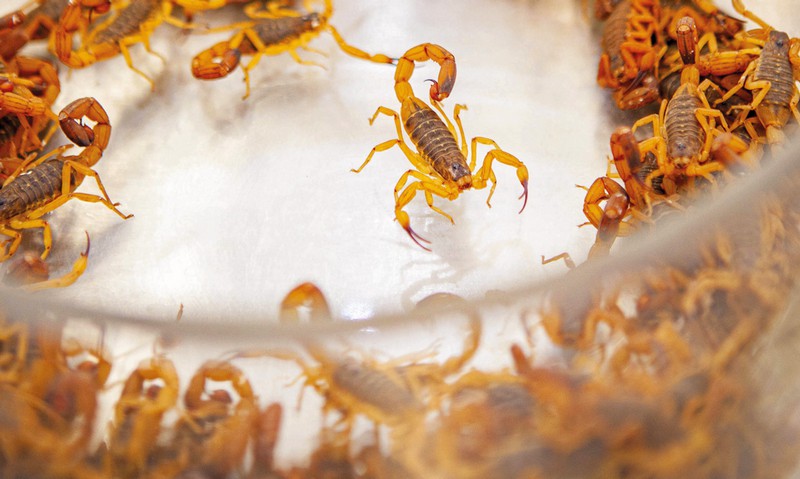 Verão eleva risco de escorpiões e Estado reforça alerta