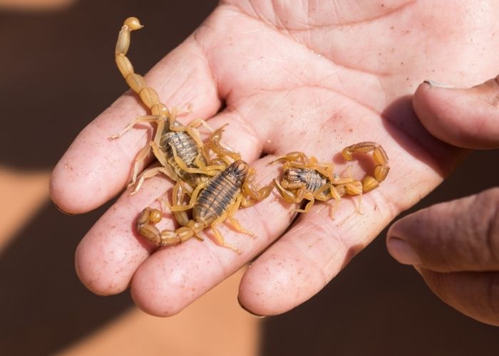Verão eleva risco de escorpiões e Estado reforça alerta