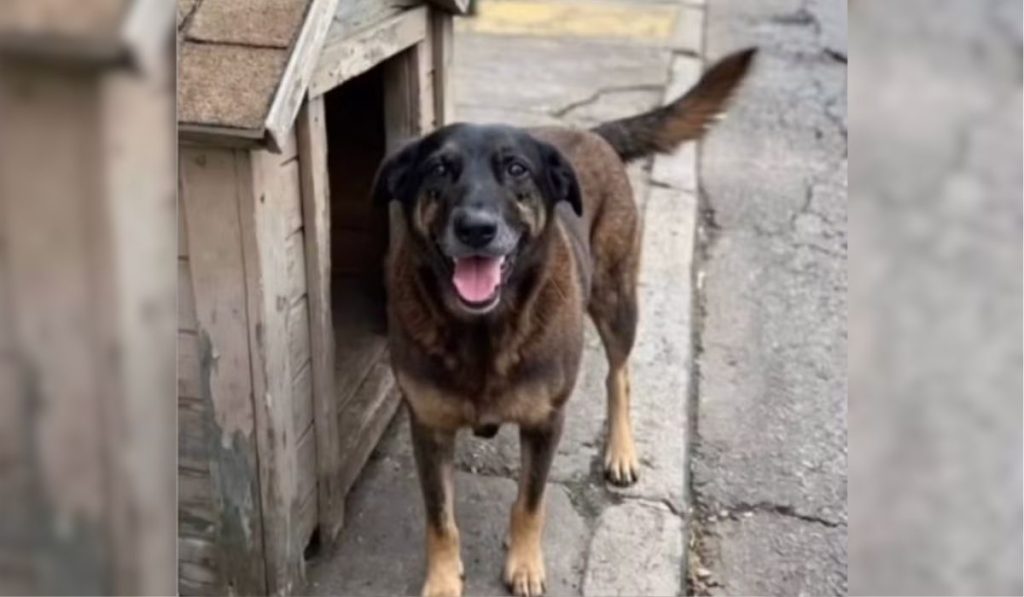 cao-orelha-florianopolis