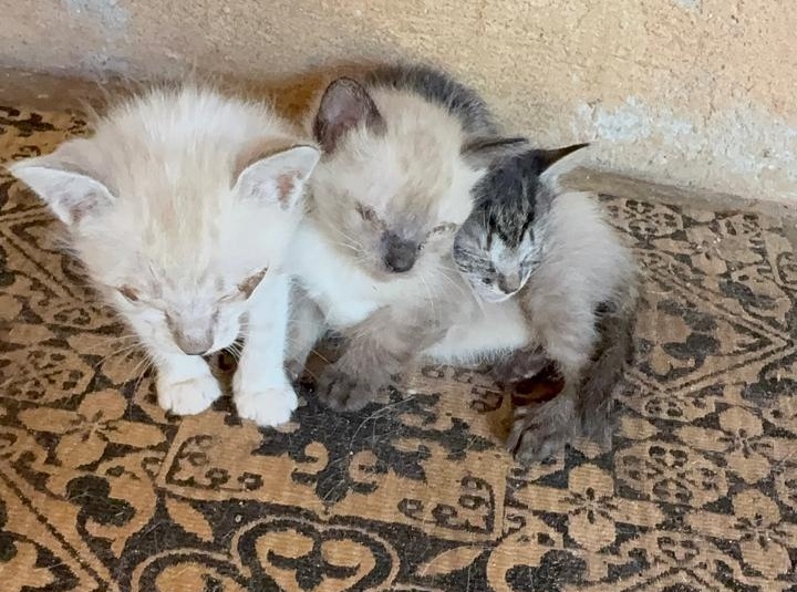 resgate-gatinhos-americana