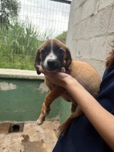 Adote um Pet_Tivoli_280226_Divulgação (10)