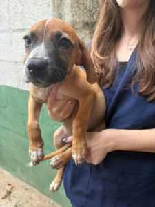 Adote um Pet_Tivoli_280226_Divulgação (14)