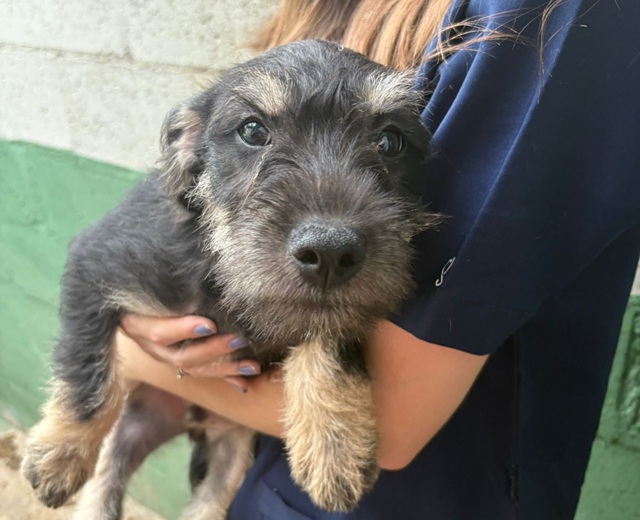 Adote um Pet_Tivoli_280226_Divulgação (17)